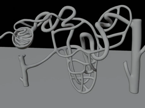 Hochdetaillierte menschliche Niere Nephron Beshmesh 3D Modell
