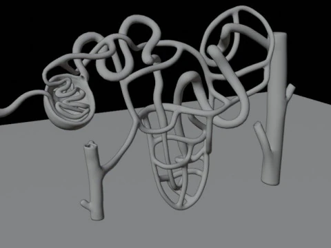 Highly Detailed Human Kidney Nephron Beshmesh 3D Model