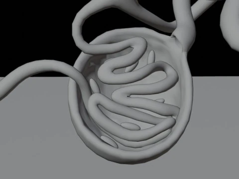 Highly Detailed Human Kidney Nephron Beshmesh 3D Model