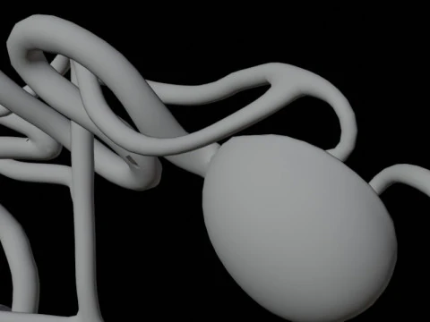 Highly Detailed Human Kidney Nephron Beshmesh 3D Model