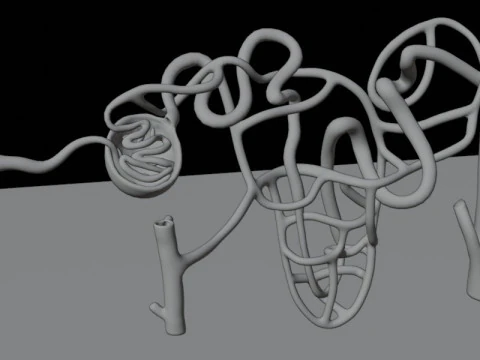 Highly Detailed Human Kidney Nephron Beshmesh 3D Model