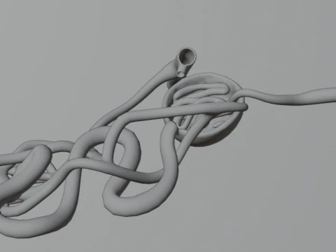 Highly Detailed Human Kidney Nephron Beshmesh 3D Model