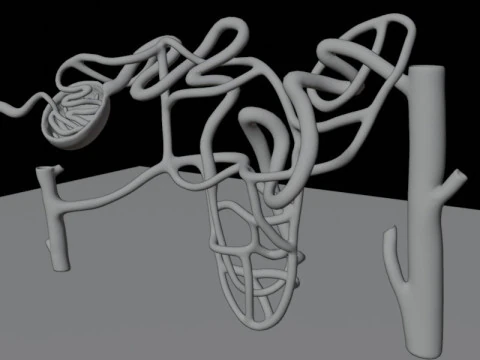 Highly Detailed Human Kidney Nephron Beshmesh 3D Model