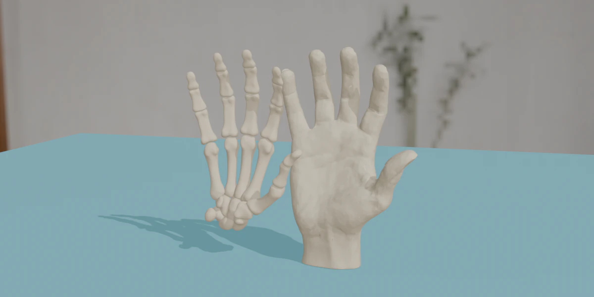 Human Hand Anatomy Bones 3D Model .c4d .max .obj .3ds .fbx .stl .blend