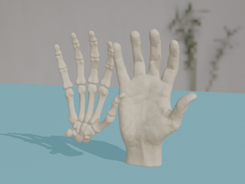 Os d'anatomie de la main humaine Modèle 3D