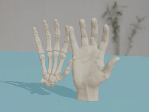 Tulang Anatomi Tangan Manusia Model 3D