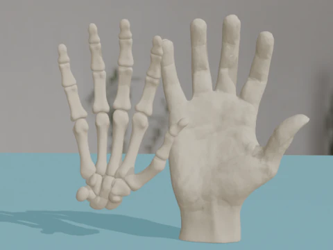 Human Hand Anatomy Bones 3D Model