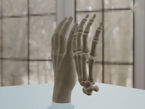 Human Hand Anatomy Bones 3D Model
