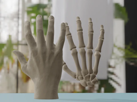Human Hand Anatomy Bones 3D Model