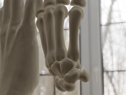 Human Hand Anatomy Bones 3D Model