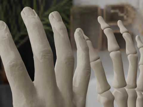 Human Hand Anatomy Bones 3D Model