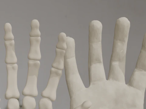 Human Hand Anatomy Bones 3D Model