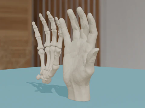 Human Hand Anatomy Bones 3D Model