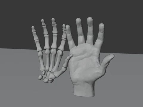 Human Hand Anatomy Bones 3D Model