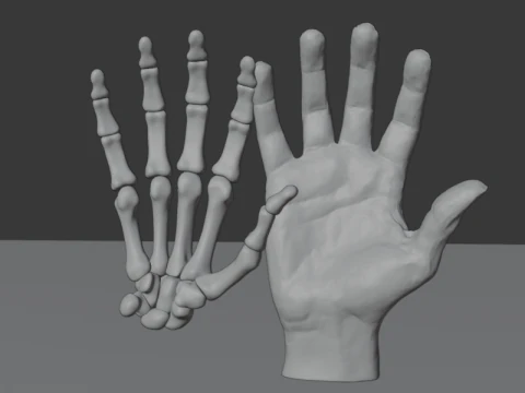 Human Hand Anatomy Bones 3D Model