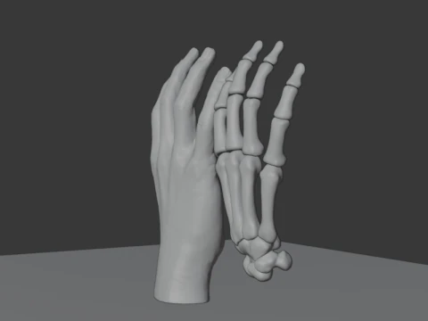 Human Hand Anatomy Bones 3D Model