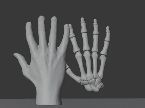 Human Hand Anatomy Bones 3D Model