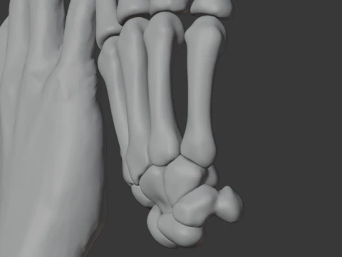 Human Hand Anatomy Bones 3D Model