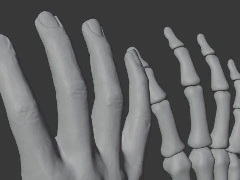 Human Hand Anatomy Bones 3D Model