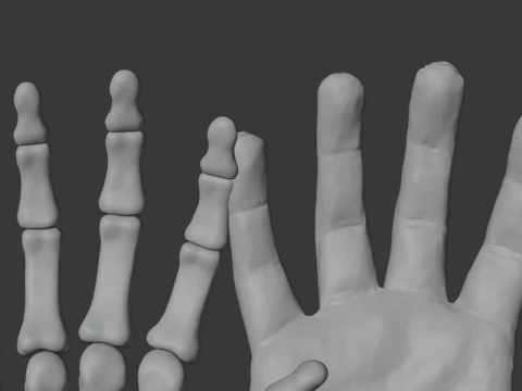 Human Hand Anatomy Bones 3D Model