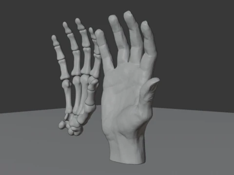 Human Hand Anatomy Bones 3D Model