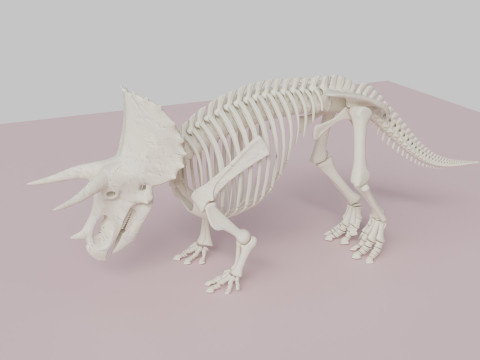 Triceratops Skeleton Anatomy with Complete Bone 3D Model