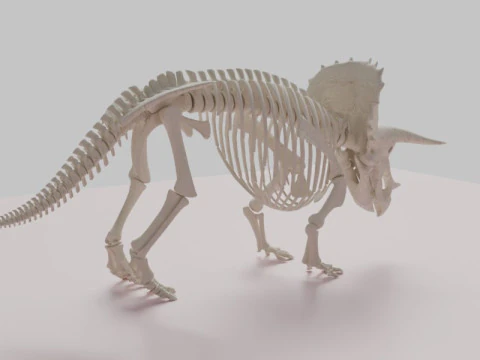 Triceratops Skeleton Anatomy with Complete Bone 3D Model