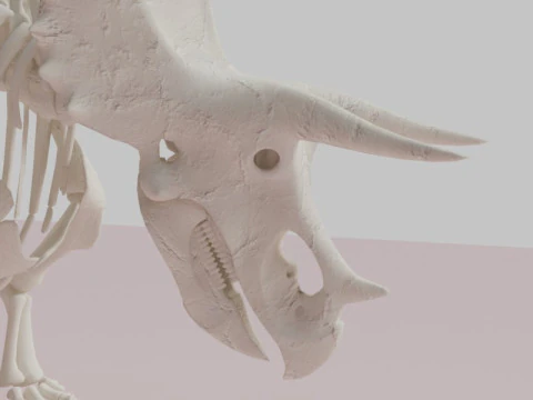 Triceratops Skeleton Anatomy with Complete Bone 3D Model