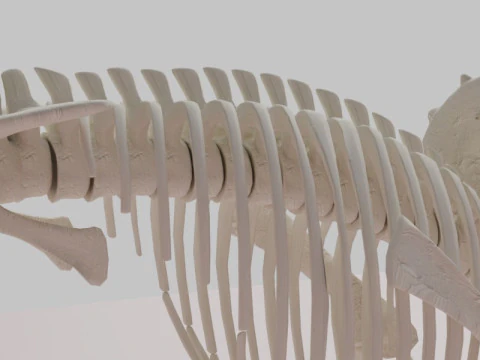 Triceratops Skeleton Anatomy with Complete Bone 3D Model