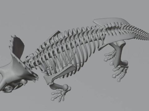 Triceratops Skeleton Anatomy with Complete Bone 3D Model