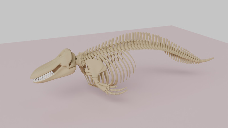 Anatomia do esqueleto da baleia assassina Modelo 3D .c4d .max .obj .3ds .fbx .stl .blend 
