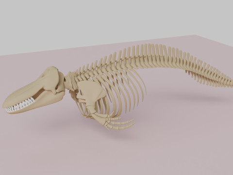 Anatomia szkieletu orki Model 3D