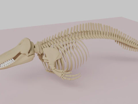 Killer Whale Skeleton Anatomy 3D Model