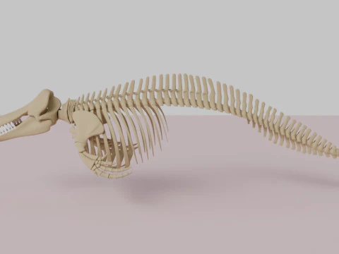Killer Whale Skeleton Anatomy 3D Model