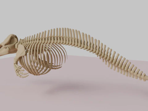 Killer Whale Skeleton Anatomy 3D Model