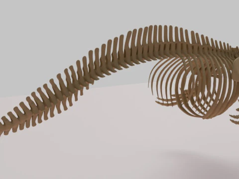 Killer Whale Skeleton Anatomy 3D Model