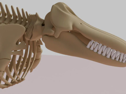 Killer Whale Skeleton Anatomy 3D Model