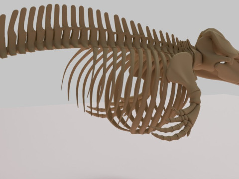 Anatomia do esqueleto da baleia assassina Modelo 3D