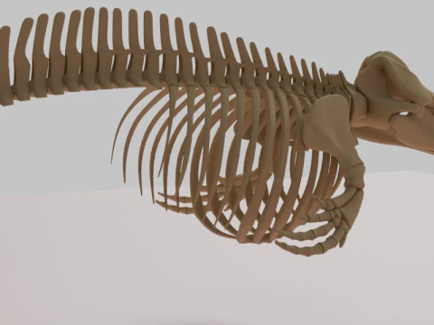 Killer Whale Skeleton Anatomy 3D Model