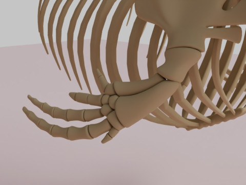 Anatomia do esqueleto da baleia assassina Modelo 3D