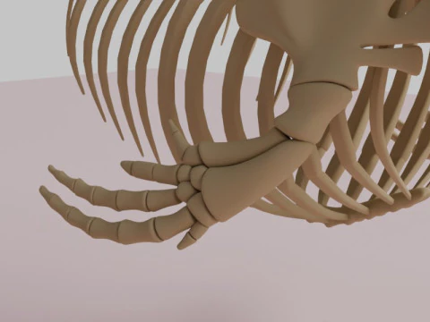 Killer Whale Skeleton Anatomy 3D Model