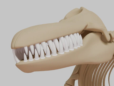 Killer Whale Skeleton Anatomy 3D Model