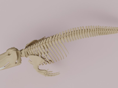 Anatomia do esqueleto da baleia assassina Modelo 3D