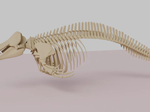 Killer Whale Skeleton Anatomy 3D Model