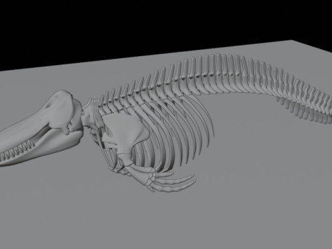 Anatomia do esqueleto da baleia assassina Modelo 3D