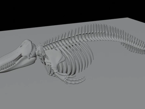 Killer Whale Skeleton Anatomy 3D Model