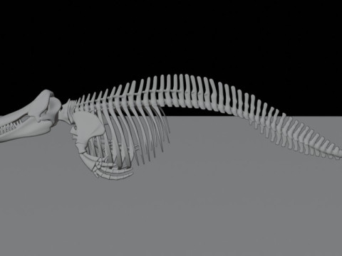 Anatomia do esqueleto da baleia assassina Modelo 3D