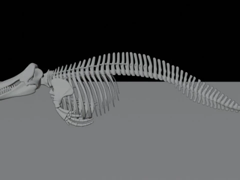Killer Whale Skeleton Anatomy 3D Model
