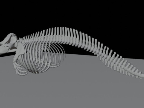 Anatomia do esqueleto da baleia assassina Modelo 3D