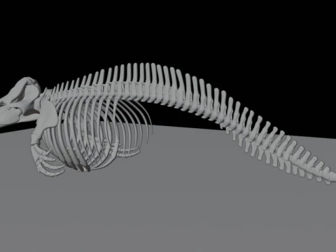 Killer Whale Skeleton Anatomy 3D Model